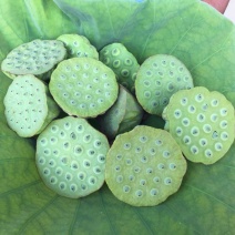 安徽芜湖莲蓬，（精品莲蓬）品质优