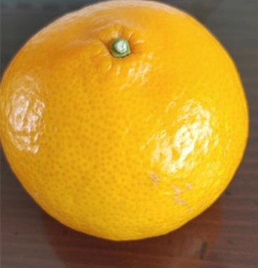 [柑桔苗批发]薄皮黄美人爱媛68号价格23.00元/棵 - 一亩田