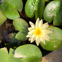 睡莲，水生植物睡莲，精品睡莲大盆，质优价廉