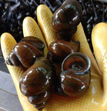 各种规格田螺中华圆田螺厚壳无青苔