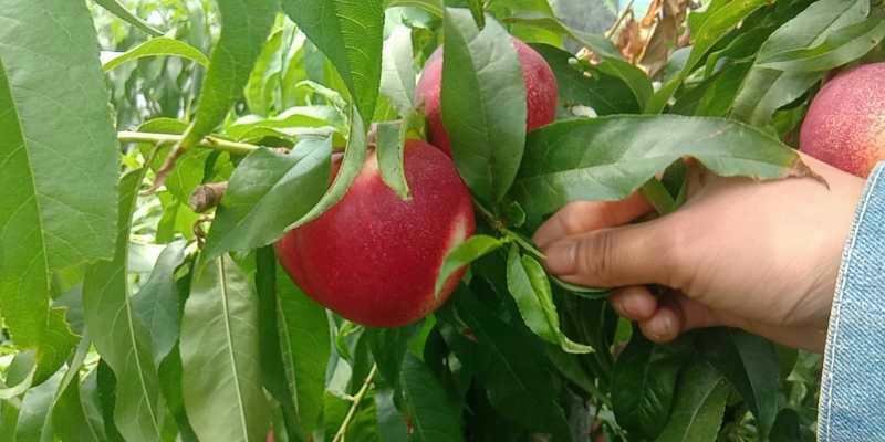 中油5号油桃的果园采摘场景