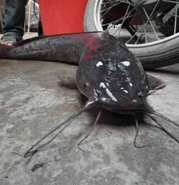 广西贵港市成品鱼埃及鱼埃及塘虱胡子鲶鱼16斤