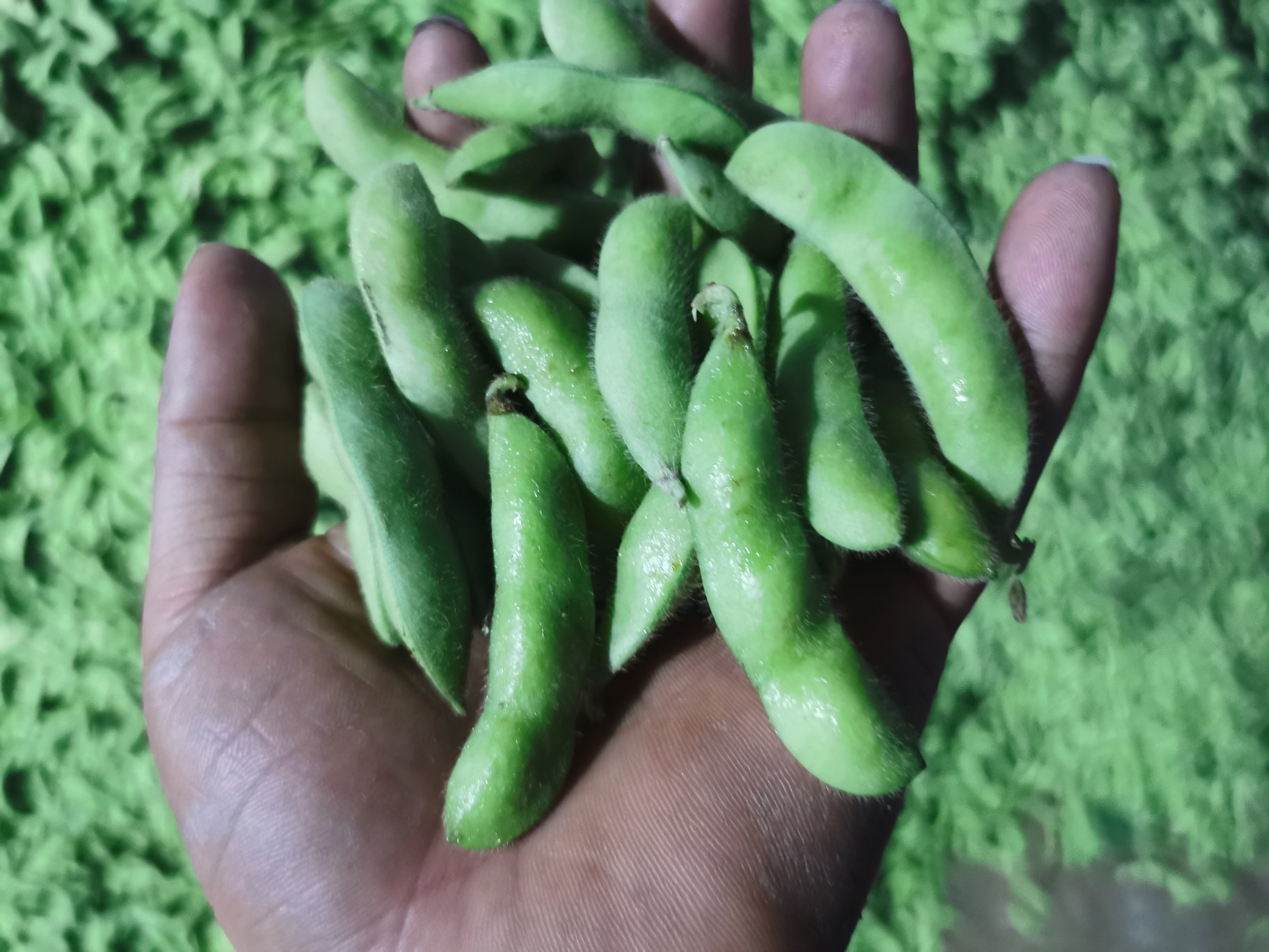 鲜毛豆肉的保鲜原理图