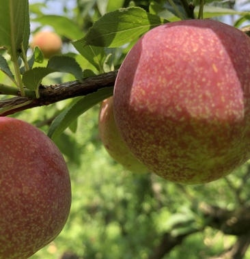 [李子批发]大水李价格1.10元/斤 - 一亩田