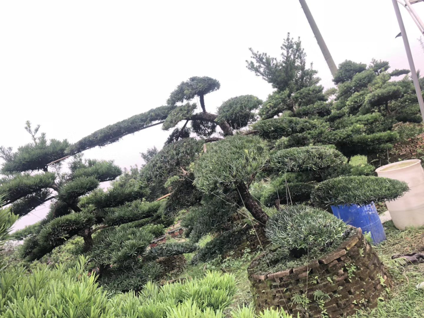 东莞原生罗汉松整体树形展示