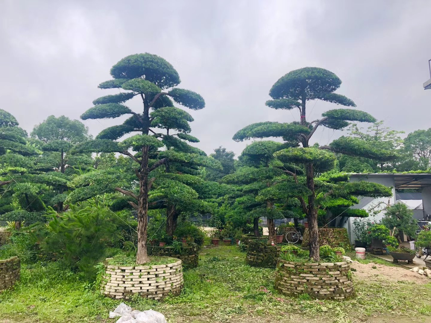 工匠正在使用金属丝对罗汉松枝干进行蟠扎定型,树木根部置于浅陶盆中,背景为露天工作台,摆放多种园艺工具如剪刀、铁钳、麻布片,地面散落修剪下的枝叶,体现专业盆景制作场景 罗汉松盆景造型工作现场特写
