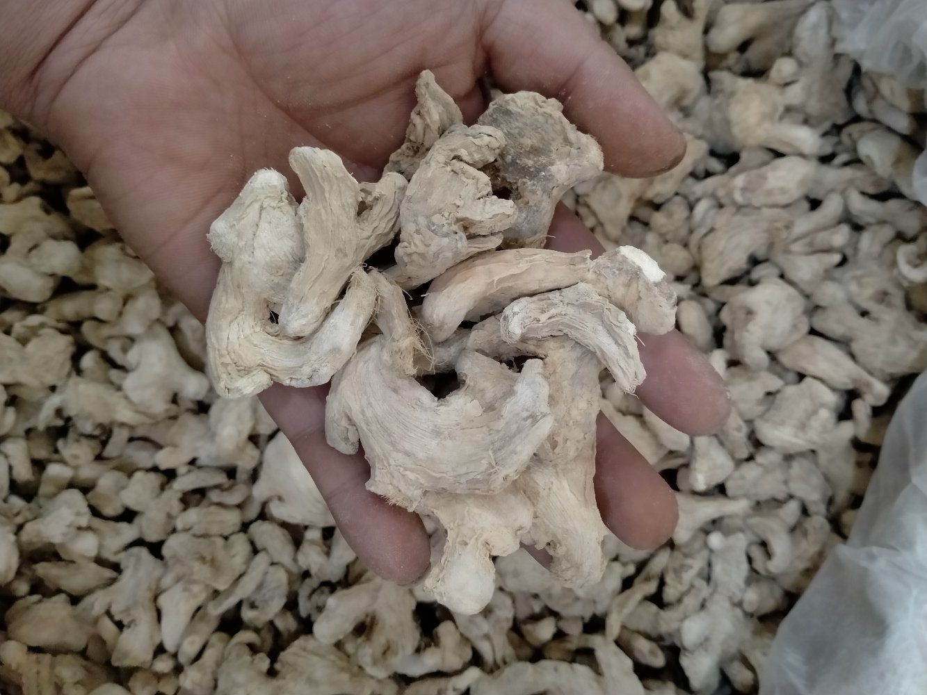 老姜切片过程