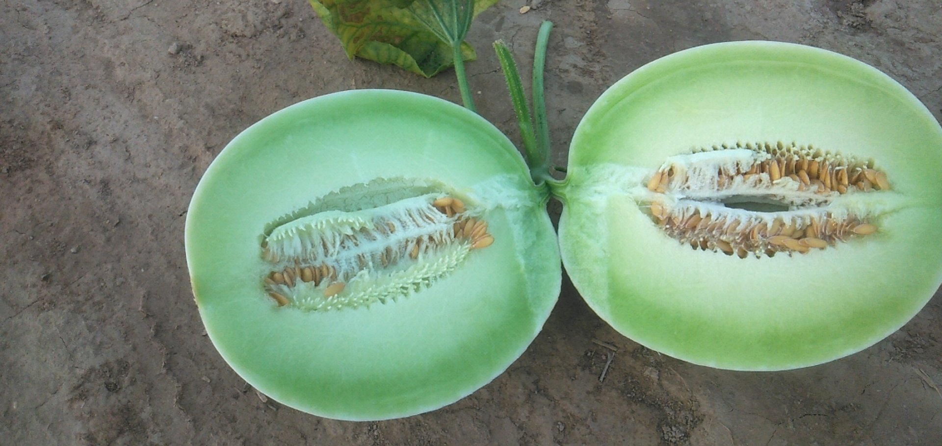 切开的玉菇甜瓜横截面展示