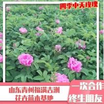 中天玫瑰！四季玫瑰！食用玫瑰！玫瑰苗！种植基地！绿化苗木