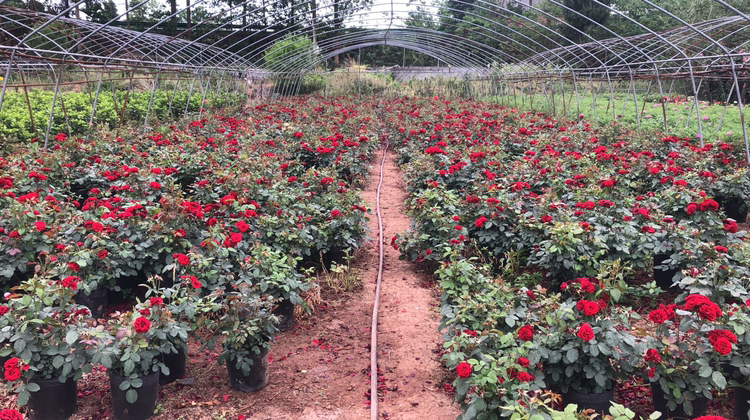 红色优雅月季种植园实景