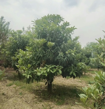 [枇杷树批发]丛生枇杷树～枇杷树～枇杷苗价格260.00元/棵 - 一亩田