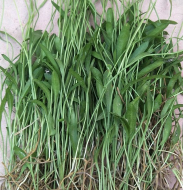 纯野生一支箭,产地供应,鲜货干货均供应