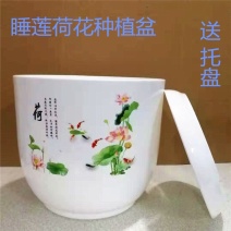 防陶瓷塑料树脂底部无孔眼睡莲不漏水水培荷花盆