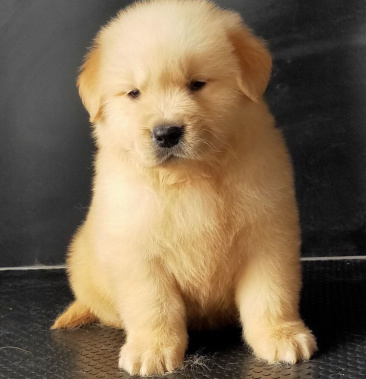 [狗崽批发]精品金毛幼犬.大头版大骨骼.双血统.支持全国发货价格800.