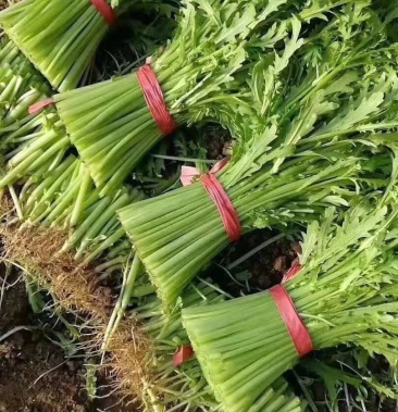 茼蒿蒿子秆皇帝菜港澳标支持各种包装准欢迎选购