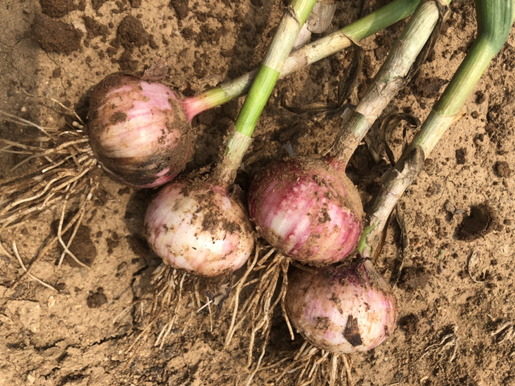 高原野生小独头蒜采集场景