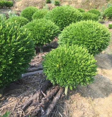 [黄杨批发]高杆雀舌价格80.00元/棵 - 一亩田