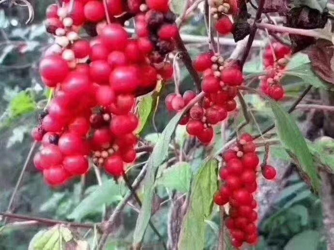 桓仁五味子种植基地