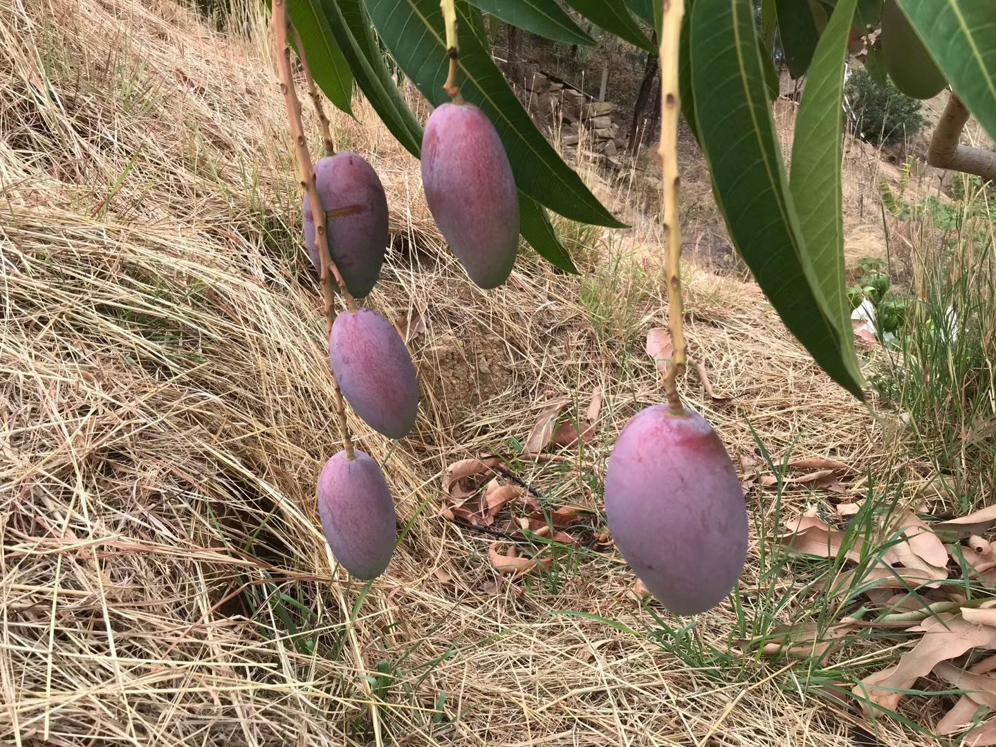 贵妃芒果实特写