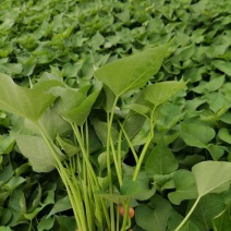 正宗天然新鲜番薯叶直供基地