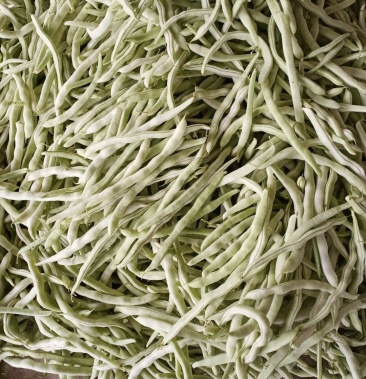 白条豆角白不老豆角货源产地大量上市质量好价格便宜