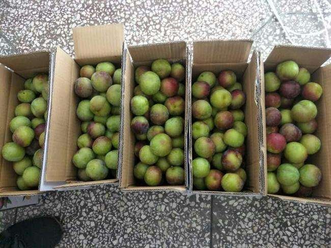 包装车间内工人正在分拣和包装半边红李子