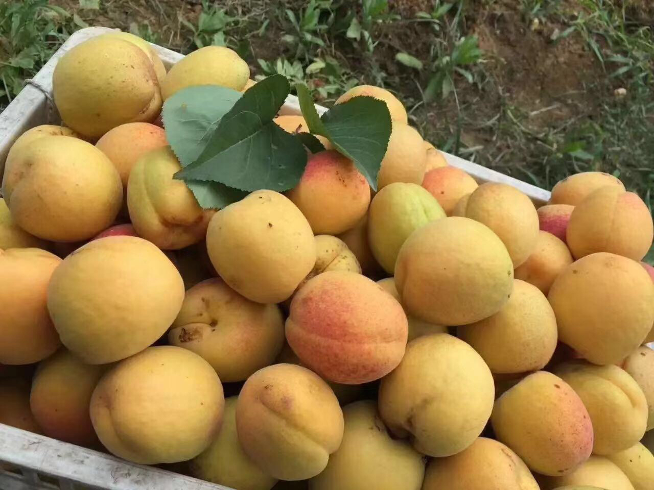 成熟的凯特杏果实特写