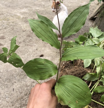 鹿药九层楼狮子七便头七春野生精品