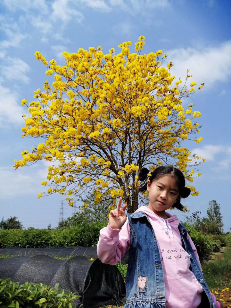 黄花风铃木树苗小苗杯苗袋苗多花  紫花风铃木品种