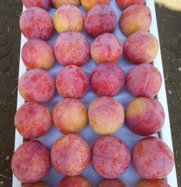 [大红袍李子批发]大红袍李子价格5.50元/斤 - 一亩田