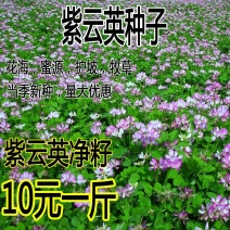牧草种子紫云英种子红花草种子养家禽蜂蜜源高产果园绿