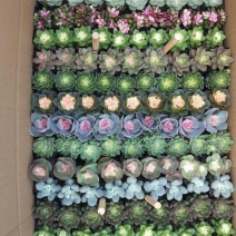 多肉植物大基地直发，品种规格齐全，欢迎合作，支持一件代发