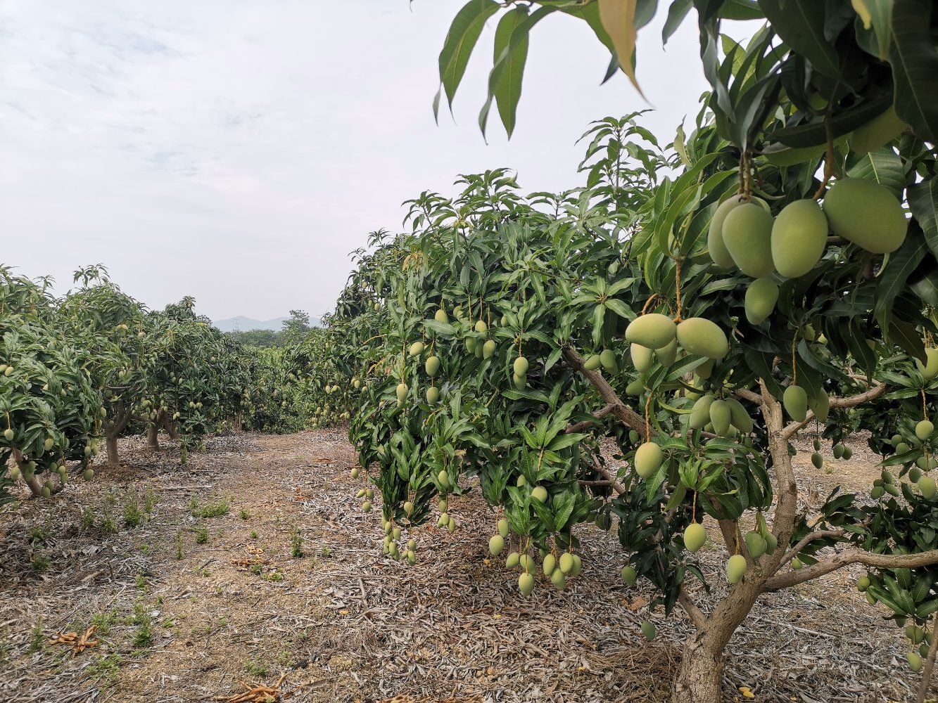 阳光充足的海南芒果园中,一排排整齐的台农芒果树挂满金黄色果实,身穿工作服的农民正在使用专业剪刀和篮筐进行人工采摘,背景可见远处的山地地形和灌溉系统管道 果园实景:工人正在采摘成熟的海南台农芒