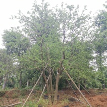 丛生香泡丛生香橼自家苗圃基地移植原生袋苗均有