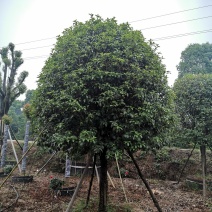 1520容器假植桂花袋苗自家苗圃基地直供