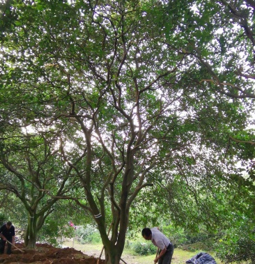 [香泡批发]丛生香泡 丛生香橼 多杆香泡多杆香橼价格2800.