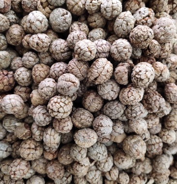 草寇 草豆蔻 大草寇香料调味品批发 大货供应 药食同源