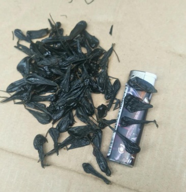 蛇胆乌蛇胆中药材蛇胆