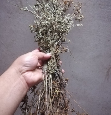 老鹳草野生晒干嫩全草野老鹤草未结果老鸹草中草药