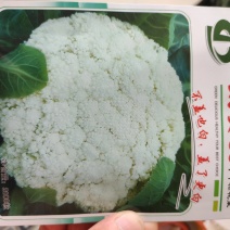 太美60松花菜种子中早熟净菜率高商品性好属高品质松花菜