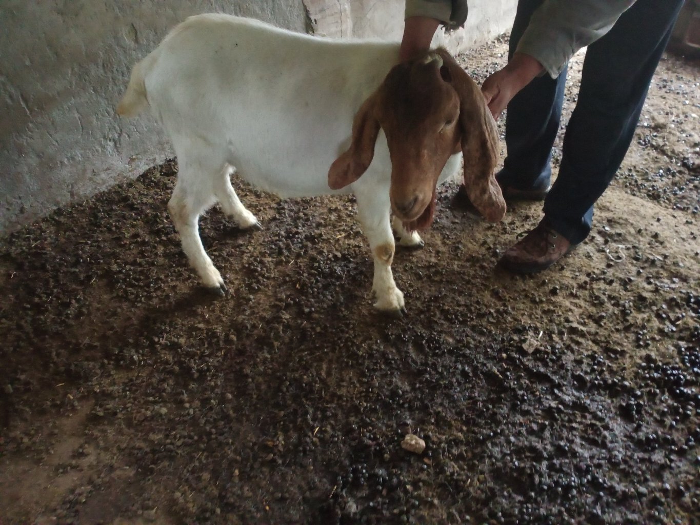 波尔山羊种羊体尺测量现场操作图