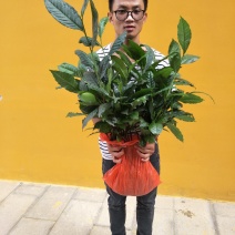 云南大叶种茶树苗南方冰岛茶种优质