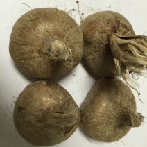 大量出售自家种植的藏红花球
