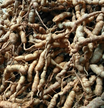 野生巴戟天鸡肠风