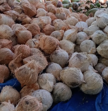 [椰子批发]椰子,老毛椰价格2.00元/个 - 一亩田