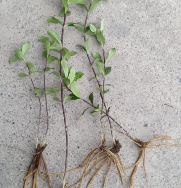 龙胆草贵州纯野生龙胆草苗纯野生龙胆草干货