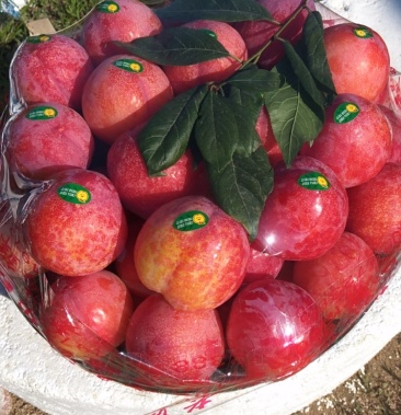 [李子批发]幸运李子价格3.00元/斤 - 一亩田