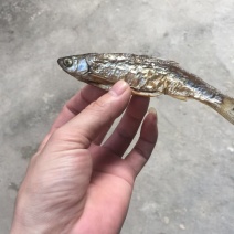 蓝刀鱼干货