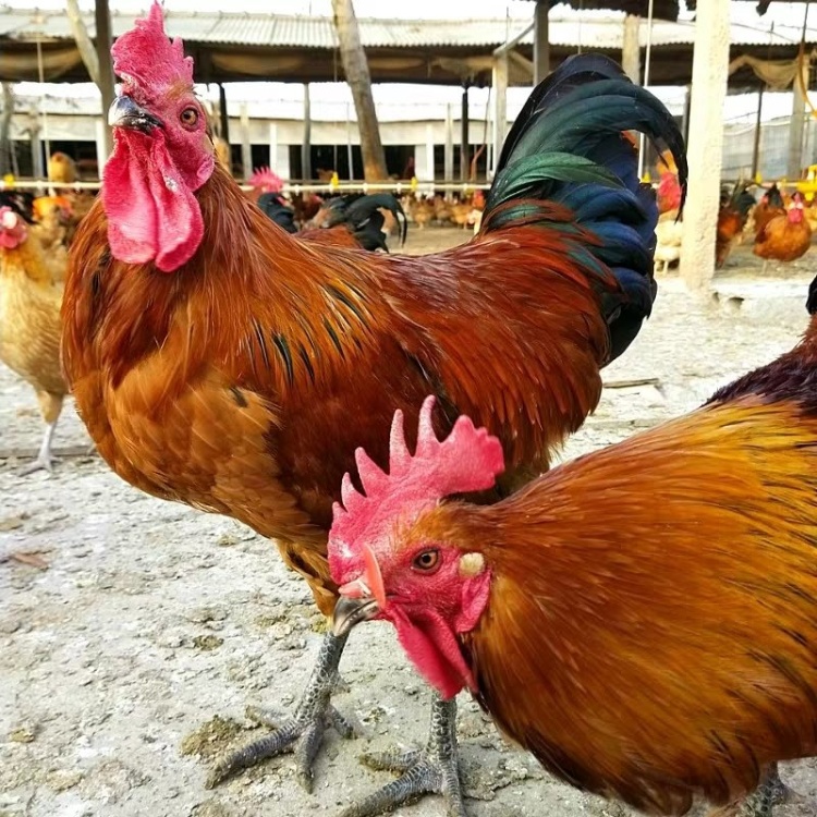 [红玉鸡种蛋批发]红玉鸡种蛋 380孵化蛋 九斤红种蛋受精种蛋 人工授精