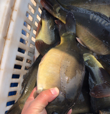 [裸鲤鱼批发]德国框镜价格6.20元/斤 - 一亩田